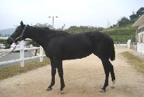 ��ũ��� (DARK AVENGER) ����