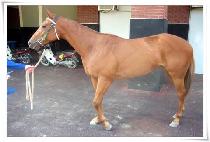 �ʵ���̳� (FIELD LINER) ����