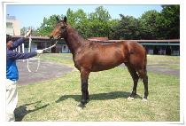 ����è�Ǿ� (HIDDEN CHAMPION) ����