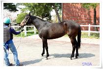 ��Ÿ���� (FANTASIO) ����