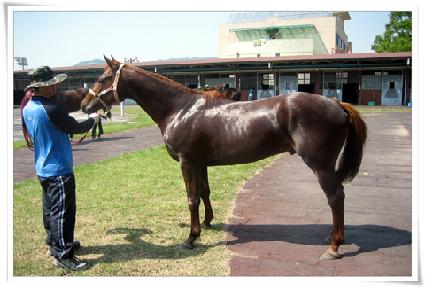 ������ ����