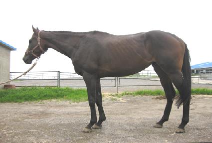 ���Ǹ���� ����