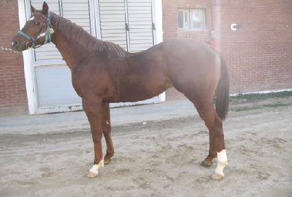 ���̺귣�� ����