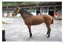 ����Ȳ�� (JEONNONGHWANGJE) ����