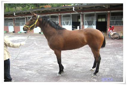 ����Ȳ�� ����