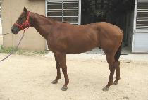 Ŀ���� (COURAGE) ����