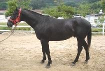 ���ۿ��̽� (SUPER ACE) ����