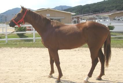 ���������� ����