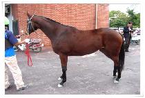 �������� (CHANCE GWIJAE) ����