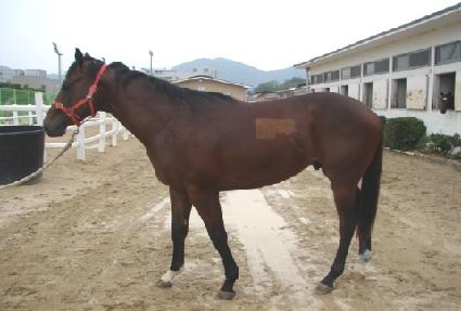 ���ø��� ����