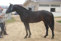 Ȳ������ (HWANGGEUM JEONSA) ����