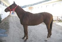 �������� (SAENAM GANGJA) ����