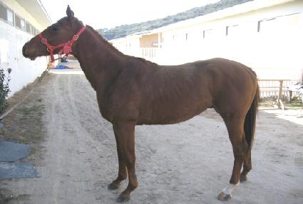 �������� ����