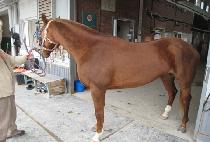 �������Ʈ (GOLDEN IMPACT) ����