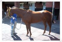 �ÿ������� (ALWAYS WIN) ����