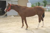 �������� (SUPER FORCE) ����