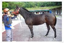 �𽺽�Ʈ�� (DIS STREAM) ����