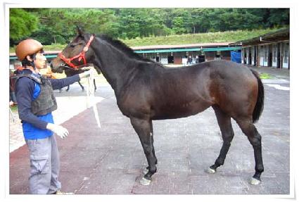 �𽺽�Ʈ�� ����