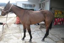 ����Ű�� (WONDER KID) ����