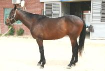 �������ݸ� (SUPER CHOCOLATE) ����