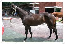 ���̵� (SADUE) ����