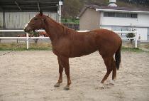 ������Ʈ (WINNING HIT) ����