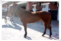 ������ (FORCE ONE) ����