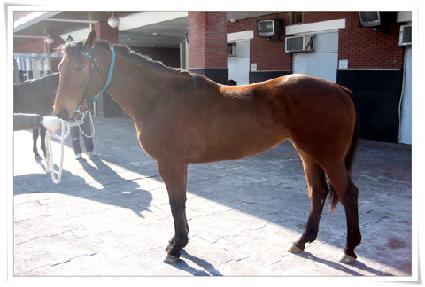 ������ ����