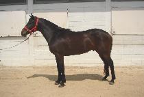 ��³��� (USEUNGNAPAL) ����