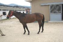 ǳ���� (PUNGMASIN) ����