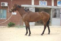 ���̵�è�Ǿ� (LADY CHAMPION) ����