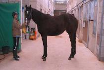 Ȧ���� (HOLY QUEEN) ����