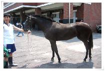 �뵹 (HEUGDOL) ����