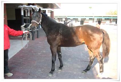 ������ ����