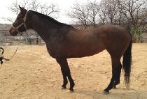 DARLING VISION picture