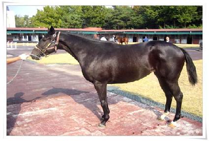 Ư���ѽ¸� ����