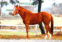 ç�������� (CHALLENGE VISION) ����