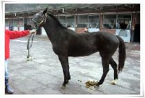 �������� (LUX VISION) ����