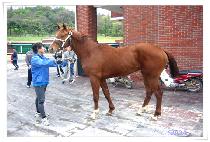 �������� (EVER WINNER) ����