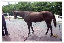 ���� (GEMMA) ����