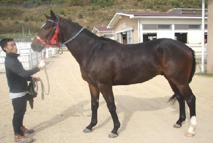 �������̾� ����