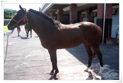 ����ī ����