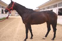 ���۽�����ũ (SUPER SPIKE) ����