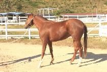 ���縶��ƾ (BLUEMOUNTAIN) ����