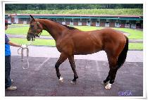 ������ (DEFCON) ����