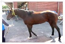 ����ĳ���� (HAPPY CARRIER) ����