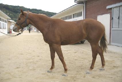 ����� ����