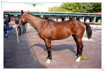 ����Ʈ���� (BEST GALLOP) ����