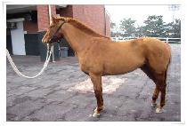 ������ (DON��T WORRY) ����