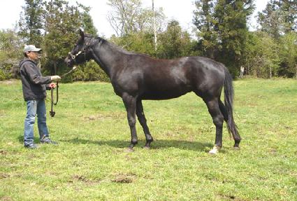 �Ÿ��罿 ����